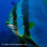 Batfish